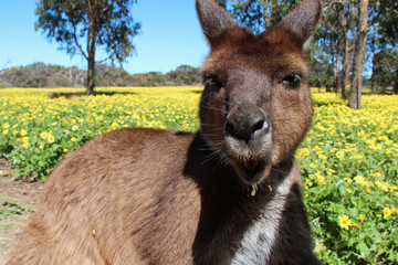 Kangaroo