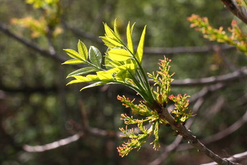 Young blooming tree background.