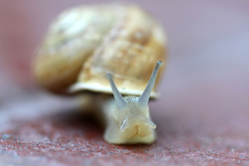 Small snail gliding, very short depth of focus. Latin name: Arianta arbustorum 