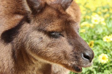 Kangaroo