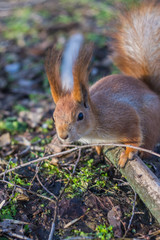 Close-up portrait young squirrel eats nut in the park.	