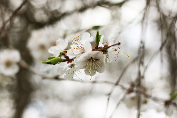 Blossom cherry flowers after rain.