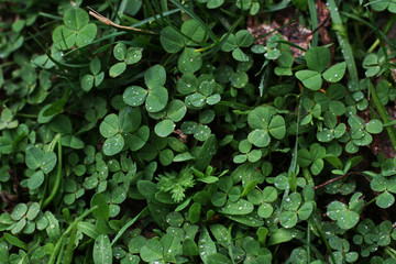 Obraz premium Clover leaves background in a forest