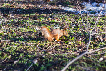 Red squirrel in forest.