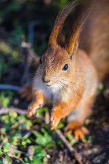 Close-up portrait young squirrel eats nut in the park.	
