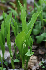 Lily of the valley with green background.