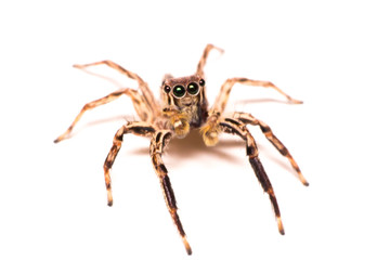 spider isolated, macro insect in wild life, animal in wild, animal isolate