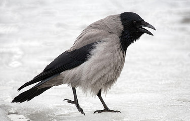 ruffle up grey crow on snow background