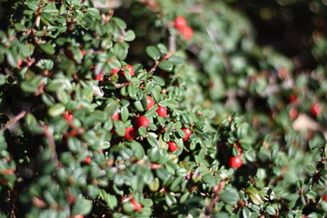 Obraz premium Fächer-Zwergmispel (Cotoneaster horizontalis)