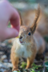 A European squirrel eating nuts from a stretched-out hand, in a park.