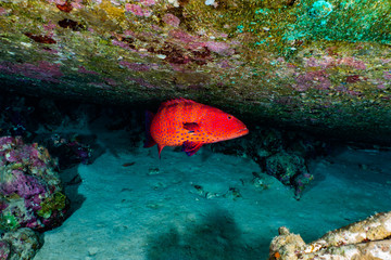 Fish swim in the Red Sea, colorful fish, Eilat Israel