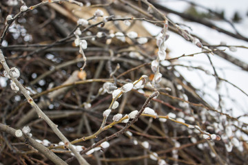  spring buds of willow