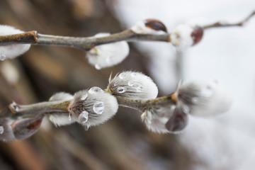  spring buds of willow
