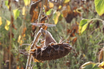 Ripe sunflower