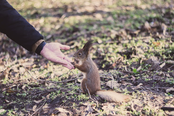 Naklejka na ściany i meble A European squirrel eating nuts from a stretched-out hand, in a park.