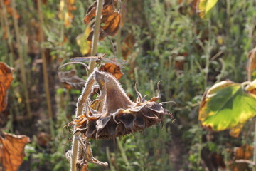 Ripe sunflower