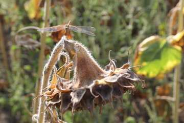 Ripe sunflower