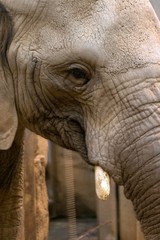 Fototapeta premium African elephant Loxodonta africana at the zoo