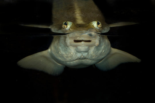 Four-eyed fish (Anableps anableps).