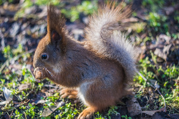 Naklejka na ściany i meble Cute little squirrel eats. Squirrel takes the nuts.