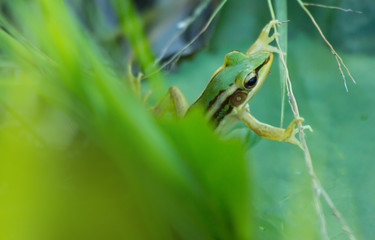 frog in nature, animal in wildlife, green frog in pond, close-up frog in nature