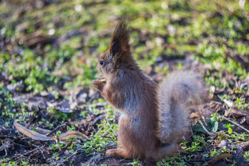 Naklejka na ściany i meble Cute little squirrel eats. Squirrel takes the nuts.