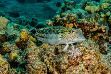 Fish swim in the Red Sea, colorful fish, Eilat Israel