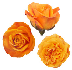 three fine isolated bright orange rose blooms