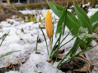 spring flowers yellow crocuses in the snow