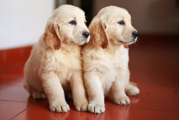 Golden retriever puppies cute adorable smart pets  