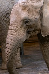 African elephant Loxodonta africana at the zoo