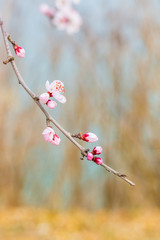 Flowering red mountain peach，Amygdalus davidiana (Carrière) de Vos ex Henry var. davidiana f....