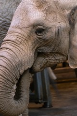 African elephant Loxodonta africana at the zoo