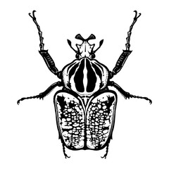 Insect beetle isolated on white background. Goliath. Black and white sketch.
