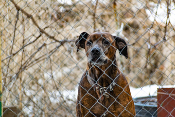 Spotted, brown-black big dog. Lives in the yard in an enclosure behind a grid and a lattice, the kind pet with a sad look. Man's woolly friend. Loneliness and fun in the shelter.