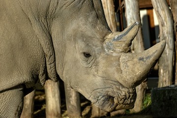 Obraz premium Southern White Rhinoceros Ceratotherium simum simum in zoo