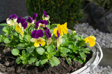 A flower bowl planted with horn violets