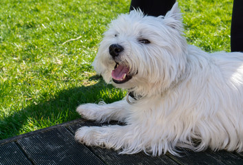 West Highland White terrier in the garden