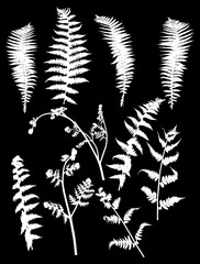 set of ten white fern leaves silhouettes on black