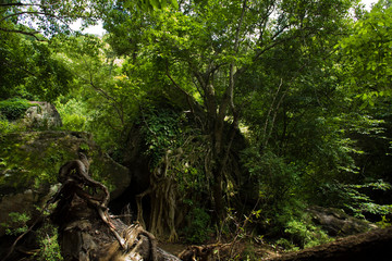 Rain forest amazing landscape