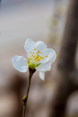 Flowering red mountain peach，Amygdalus davidiana (Carrière) de Vos ex Henry var. davidiana f....