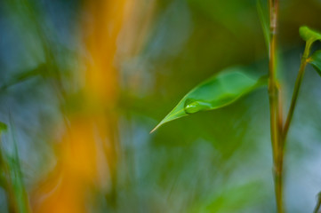 leaf with rain drops