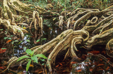 Tropical tree roods of Cahuita national park, Costa Rica