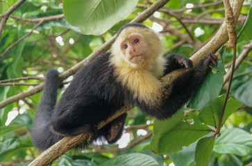 Capuchin Monkey in the jungle, Costa Rica