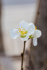 Flowering red mountain peach，Amygdalus davidiana (Carrière) de Vos ex Henry var. davidiana f....
