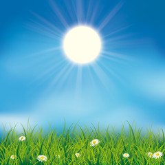 Obraz premium Green Grass Daisy Flowers Sun Sunbeam Blue Sky