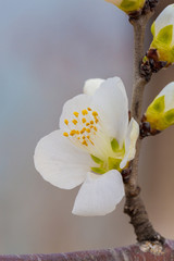 Flowering red mountain peach，Amygdalus davidiana (Carrière) de Vos ex Henry var. davidiana f....