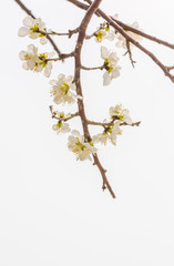 Flowering red mountain peach，Amygdalus davidiana (Carrière) de Vos ex Henry var. davidiana f....