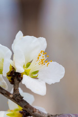 Flowering red mountain peach，Amygdalus davidiana (Carrière) de Vos ex Henry var. davidiana f....