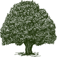 Hand drawing of an old oak tree